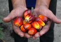 Mengintip Produksi Kelapa Sawit Berkelanjutan