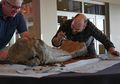 Fosil <i>Mammoth</i> Ditemukan di Lapangan Sepak Bola Universitas Oregon