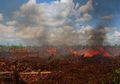 Komitmen Daerah Turunkan Deforestasi Indonesia