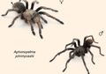 Spesies Tarantula Terbaru Dinamai Johnny Cash