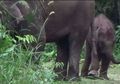 Bila Gajah Dapat Bicara