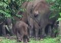 Lagi, Gajah Ditemukan Terluka dan Mati di Riau