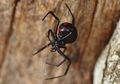 Bahaya Gigitan Laba-laba Black Widow: Tak Bisa Buang Air Kecil