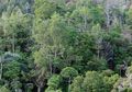 Tambang Ilegal dan Perambahan Ancaman Kawasan Konservasi Gorontalo