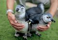 Inilah Penguin Biakan Pertama