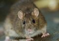 Berkat Sel Batang, Tikus Lumpuh Bisa Berjalan Lagi