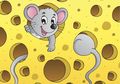 Benarkah Tikus Suka Keju?