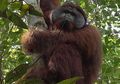 Bertemu Penjaga Gerbang Jantung Borneo