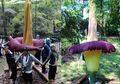 Bunga Bangkai Tertinggi Mekar di Cibodas