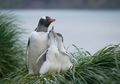 Penguin Gentoo Dinilai Punya Pendengaran yang Baik di Bawah Laut