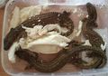 Biawak Tak Bertelinga Diselundupkan dalam Paket Bertuliskan Mie Ramen