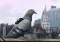 Berbekal Tas Punggung Khusus, Merpati-merpati Ini Ditugaskan Memantau Kualitas Udara di London
