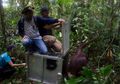 Dua Orangutan Dilepasliarkan di Taman Nasional Bukit Baka Bukit Raya
