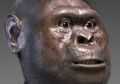 Fosil Terbaru dari <i>Australopithecus afarensis</i> Ditemukan di Kenya