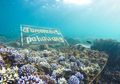 5 Spot Snorkeling Keren di Pahawang