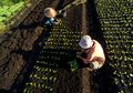 Bertani Tanpa Membakar Lahan Gambut, Ini yang Bisa Dilakukan
