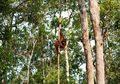 Bantu Cegah Penebangan Hutan, Dokter WNI Terima Penghargaan di Inggris