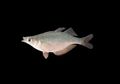 <i>Chilatherina sentaniensis</i>, Ikan Pelangi dari Danau Sentani