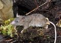 LIPI Temukan Tikus Baru Kala Ekspedisi di Sulawesi