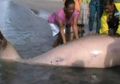 Seekor Lumba-lumba Ditemukan Warga Mati Terdampar di Pantai Mampie