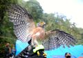 Menyelisik Elang Alap dari Gandang Dewata