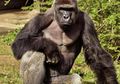 Pembunuhan Gorila Harambe, Bukti Lemahnya Keamanan Hewan dan Manusia di Kebun Binatang