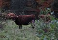 Tim Ilwmuan Florida Temukan Tulang Bison Berusia 14.000 Tahun