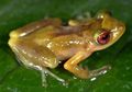 Bagi Katak Tropis, Perubahan Iklim Berdampak Luar Biasa Ketimbang Efek Deforestasi