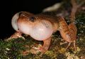 "Froggy Style", Gaya Seks Aneh Katak Bombay Terungkap
