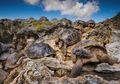 Kura-kura Aldabra