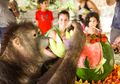 Bali Safari & Marine Park Rayakan Ulang Tahun Niluh pada Hari Anak Nasional