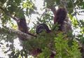 Orangutan Tanpa Kepala Ditemukan Mengambang di Kalimantan
