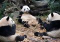 Chengdu Siapkan Taman Khusus Panda Raksasa