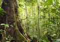 Fungsi Konservasi Lindungi Hutan Adat Masyarakat Ammatoa Kajang