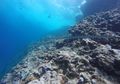 Temuan Gunung Api Bawah Laut yang Hampir Punah