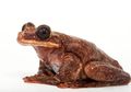 Katak Pohon Toughie Mati, Menggiring Spesies Menuju Kepunahan
