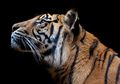 Harimau-harimau yang Masih Bertahan Hidup di Bumi