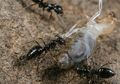 Spesies Semut Asli Etiopia Ini Berpotensi Menginvasi Dunia