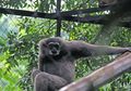 Upaya Menyelamatkan Owa Jawa