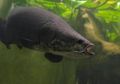Spesies Baru Ikan Raksasa yang Bernafas dengan Menghirup Udara Ditemukan