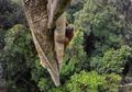 Apakah Penghuni Asli Belantara Kalimantan Ini Akan Punah di Abad yang Baru? Ketahui Penyebabnya