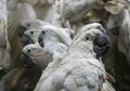 Ratusan Burung Paruh Bengkok Hasil Sitaan BKSDA Maluku Dilepasliarkan di Halmahera Selatan