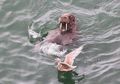 Seekor Walrus Arktik Tertidur di Atas Gunung Es, Terbangun di Irlandia