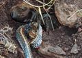Pertama Kalinya, Tarantula Memangsa Ular di Alam Liar