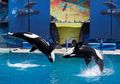 Pertunjukan Kontroversial Paus Orca di SeaWorld California Berakhir
