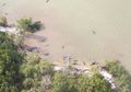 Puluhan Paus Pembunuh Palsu Mati Secara Misterius di Pantai Terpencil Florida