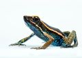 Spesies Baru Katak Beracun Ditemukan di Hutan Amazon