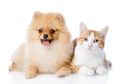 Garlic 2.0, Hasil Ilmuwan Cina Kloning Kucing Yang Sudah Mati