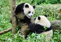 Upaya Konservasi Panda Ternyata Berdampak Buruk Bagi Spesies Lainnya
