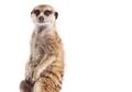 Meerkat, Si Montok nan Mempesona
